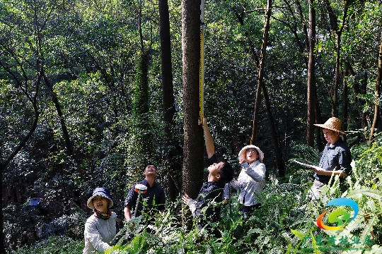 甘坑林场绿色生态守护先锋，最新新闻聚焦可持续发展之路