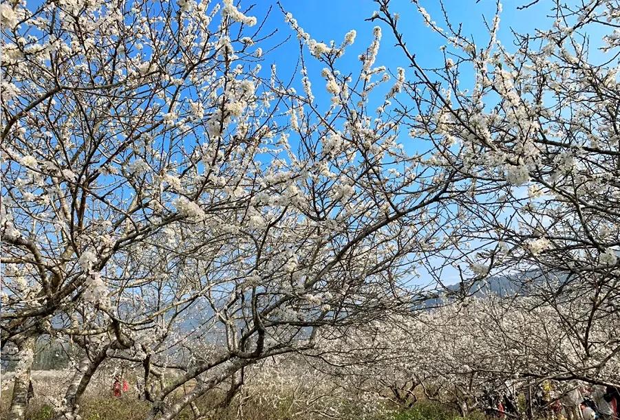 梅花村街道重塑城市魅力与活力的最新发展规划